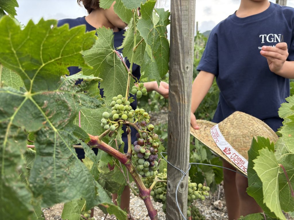 Dos persones proven els grans de raïm immadurs directament de la soca en una vinya, una activitat d'enoturisme al celler Mas Vicenç.